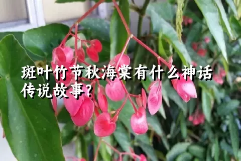 斑叶竹节秋海棠有什么神话传说故事？