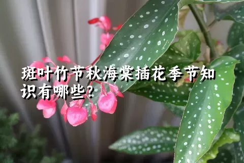 斑叶竹节秋海棠插花季节知识有哪些？