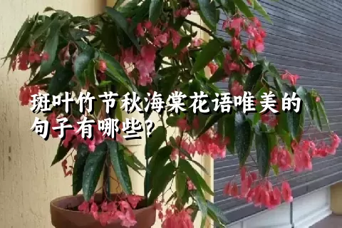 斑叶竹节秋海棠花语唯美的句子有哪些？