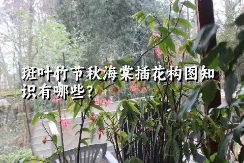 斑叶竹节秋海棠插花构图知识有哪些？