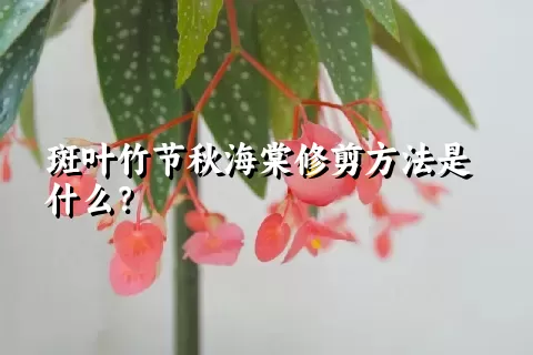 斑叶竹节秋海棠修剪方法是什么？