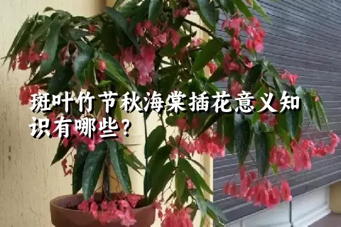 斑叶竹节秋海棠插花意义知识有哪些？