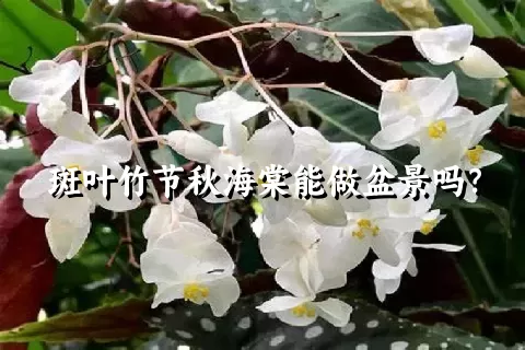 斑叶竹节秋海棠能做盆景吗？