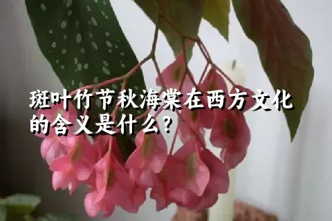 斑叶竹节秋海棠在西方文化的含义是什么？