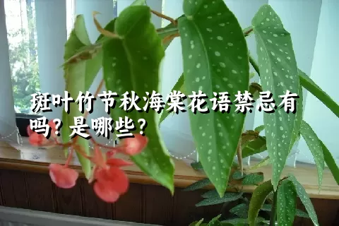 斑叶竹节秋海棠花语禁忌有吗？是哪些？