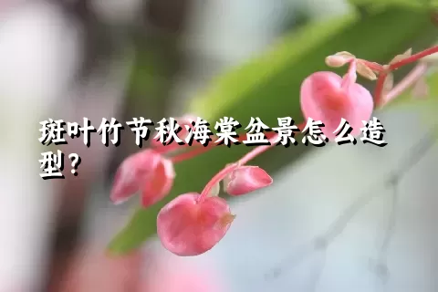 斑叶竹节秋海棠盆景怎么造型？