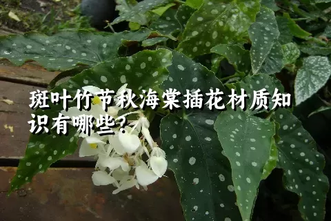 斑叶竹节秋海棠插花材质知识有哪些？