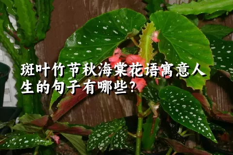 斑叶竹节秋海棠花语寓意人生的句子有哪些？