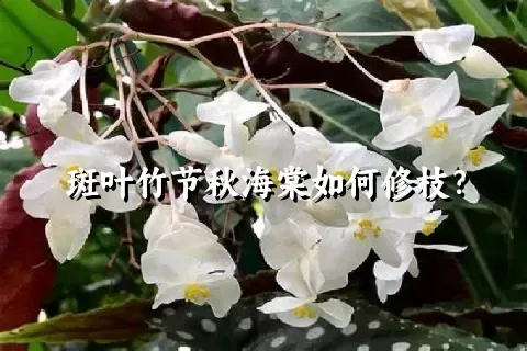 斑叶竹节秋海棠如何修枝？