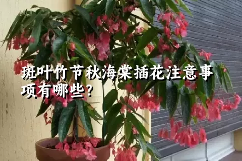 斑叶竹节秋海棠插花注意事项有哪些？