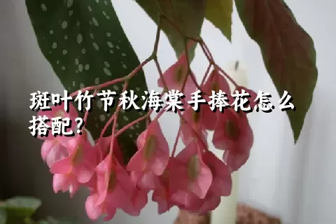 斑叶竹节秋海棠手捧花怎么搭配？