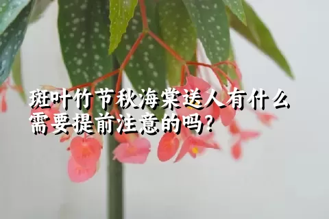 斑叶竹节秋海棠送人有什么需要提前注意的吗？