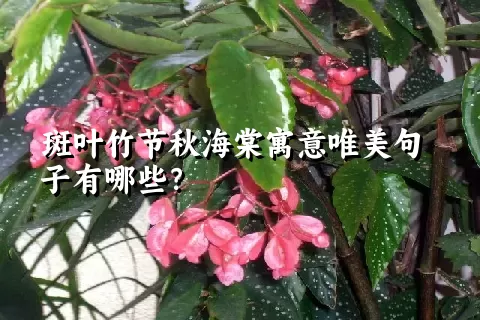 斑叶竹节秋海棠寓意唯美句子有哪些？