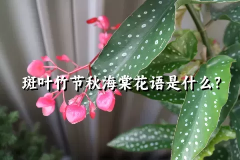 斑叶竹节秋海棠花语是什么？