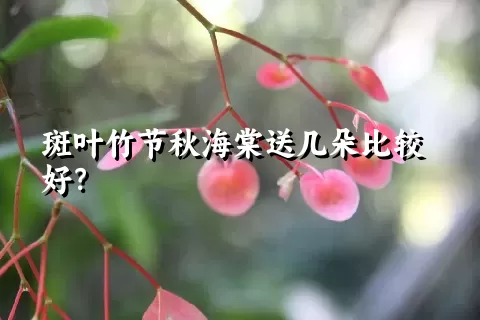 斑叶竹节秋海棠送几朵比较好？