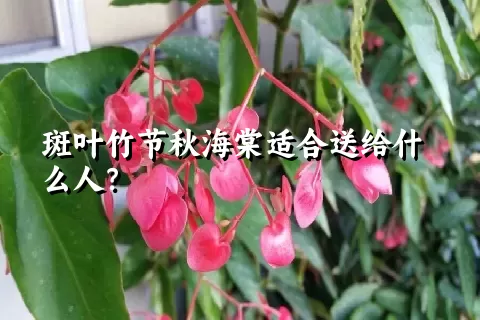 斑叶竹节秋海棠适合送给什么人？