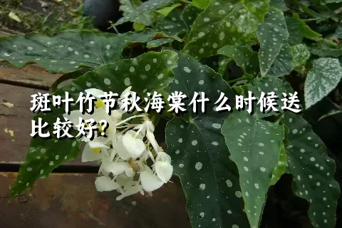 斑叶竹节秋海棠什么时候送比较好？