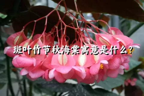 斑叶竹节秋海棠寓意是什么？