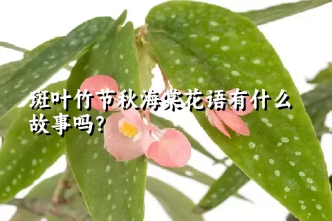 斑叶竹节秋海棠花语有什么故事吗？