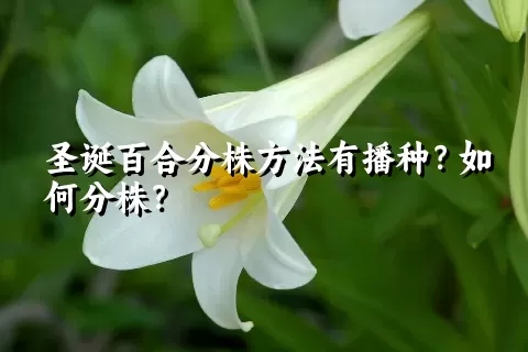 圣诞百合分株方法有播种？如何分株？