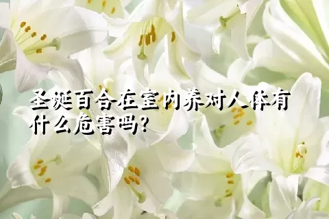 圣诞百合在室内养对人体有什么危害吗？