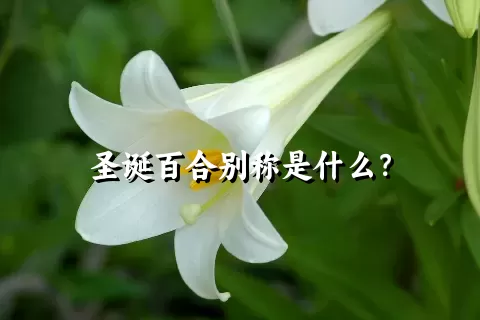 圣诞百合别称是什么？