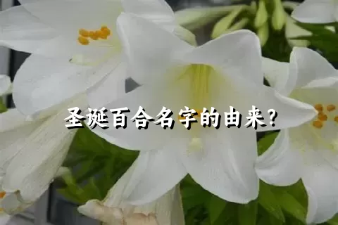 圣诞百合名字的由来？