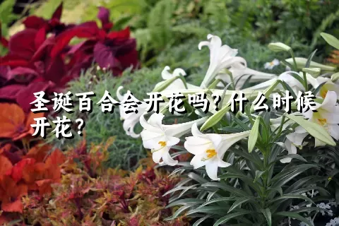 圣诞百合会开花吗？什么时候开花？