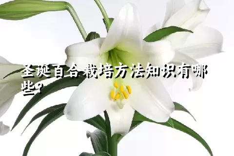 圣诞百合栽培方法知识有哪些？