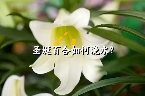 圣诞百合如何浇水？