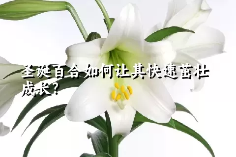 圣诞百合如何让其快速茁壮成长？