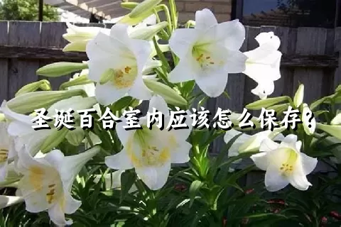 圣诞百合室内应该怎么保存？