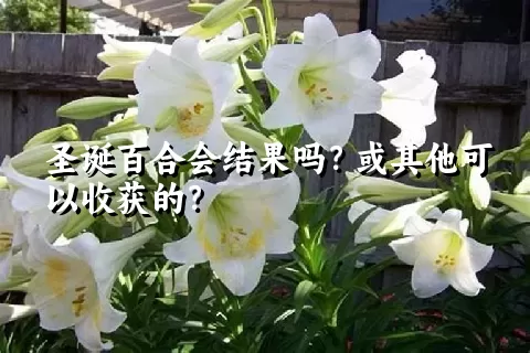 圣诞百合会结果吗？或其他可以收获的？