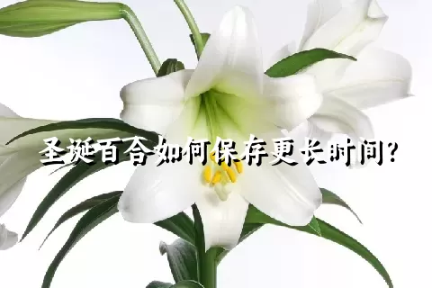 圣诞百合如何保存更长时间？