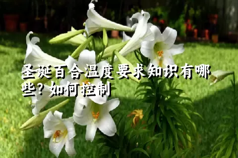 圣诞百合温度要求知识有哪些？如何控制