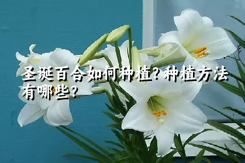 圣诞百合如何种植？种植方法有哪些？