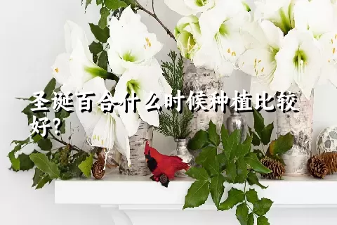 圣诞百合什么时候种植比较好？