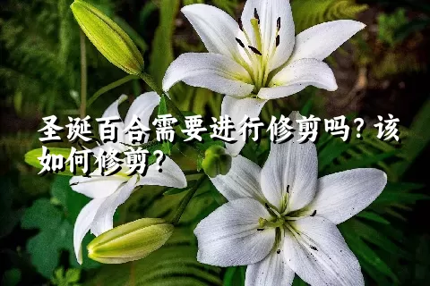 圣诞百合需要进行修剪吗？该如何修剪？