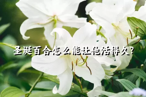 圣诞百合怎么能让他活得久？