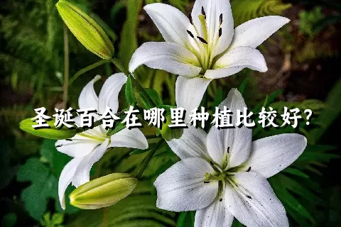 圣诞百合在哪里种植比较好？