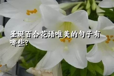 圣诞百合花语唯美的句子有哪些？