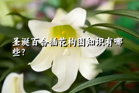 圣诞百合插花构图知识有哪些？