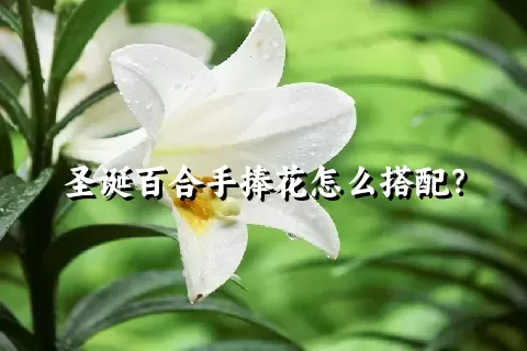 圣诞百合手捧花怎么搭配？