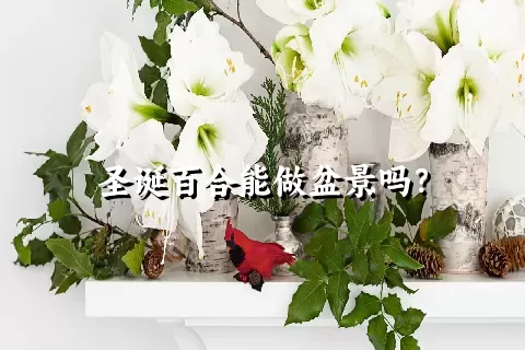 圣诞百合能做盆景吗？