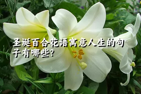 圣诞百合花语寓意人生的句子有哪些？