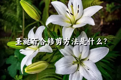 圣诞百合修剪方法是什么？