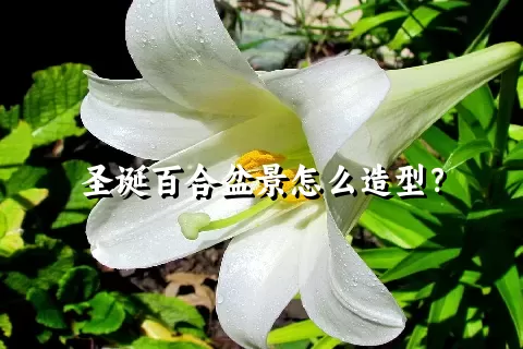 圣诞百合盆景怎么造型？