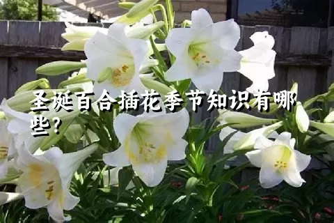 圣诞百合插花季节知识有哪些？