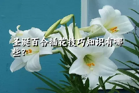 圣诞百合插花技巧知识有哪些？