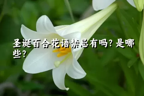 圣诞百合花语禁忌有吗？是哪些？